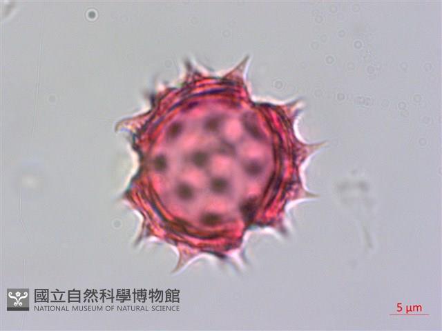 雙花蟛蜞菊藏品圖，第4張