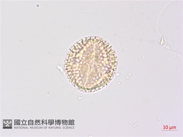 高地山香圓藏品圖，第3張