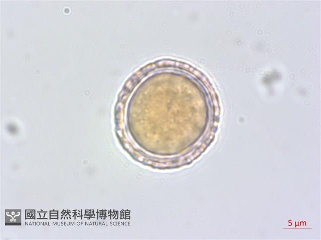 平柄菝契藏品圖，第3張