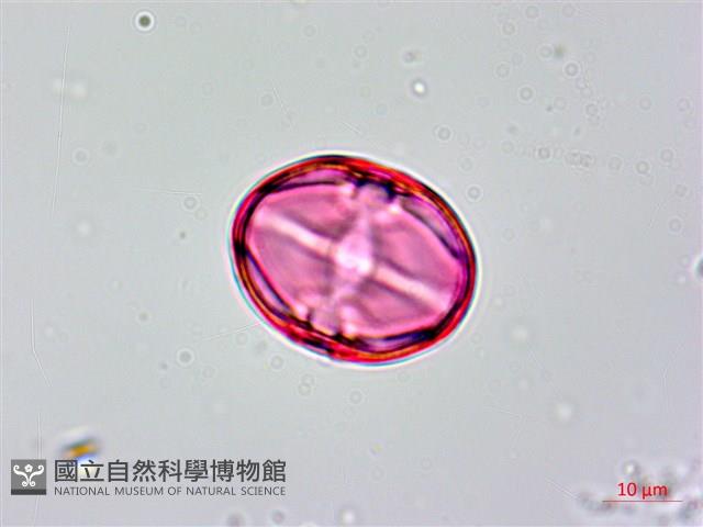 茅毛珍珠菜藏品圖，第4張