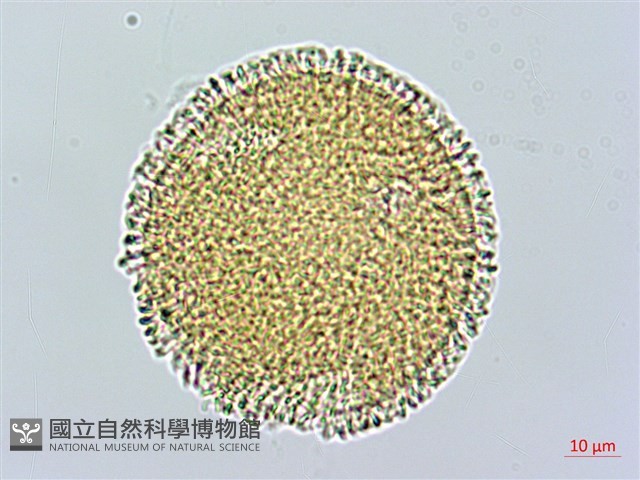 芹葉牻牛兒苗藏品圖，第3張
