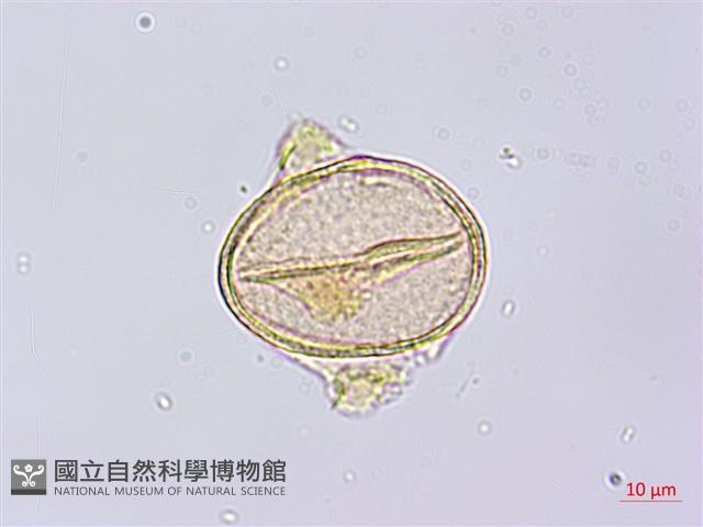 賽山梅藏品圖，第3張