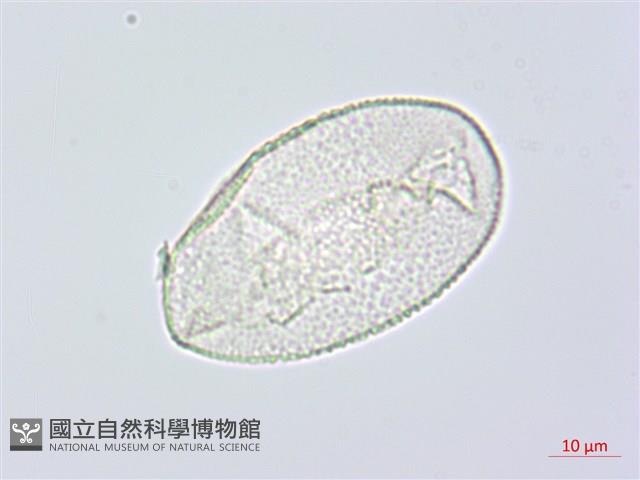 阿里山假寶鐸花藏品圖，第3張