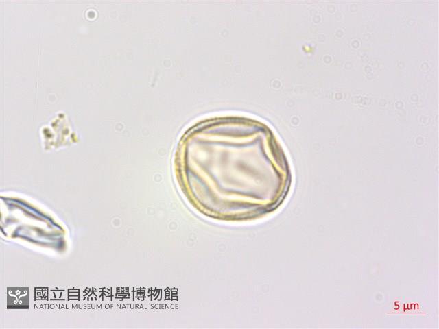 癭椒樹藏品圖，第3張