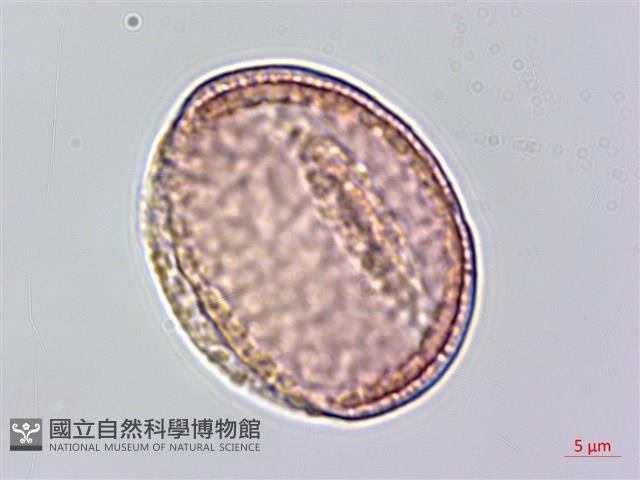 銹毛鐵線蓮藏品圖，第3張