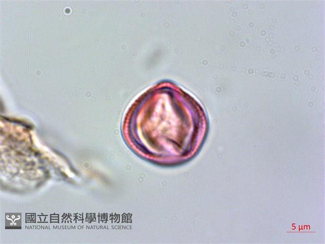 雄胞囊草、槳果苣苔藏品圖，第3張