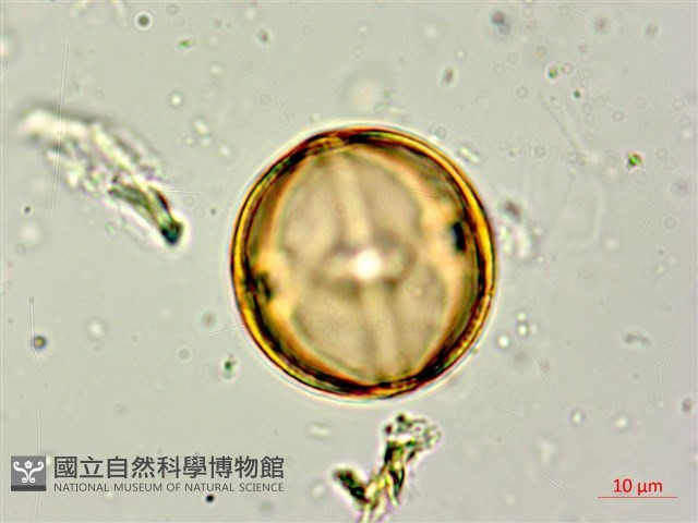 長果月橘藏品圖，第4張