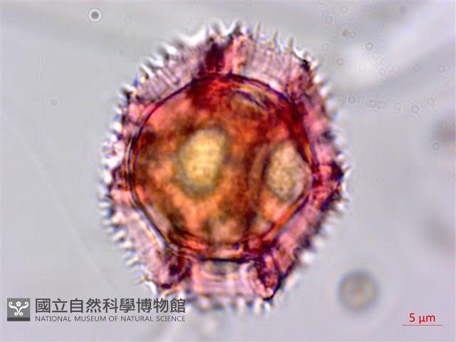 鵝仔草藏品圖，第3張