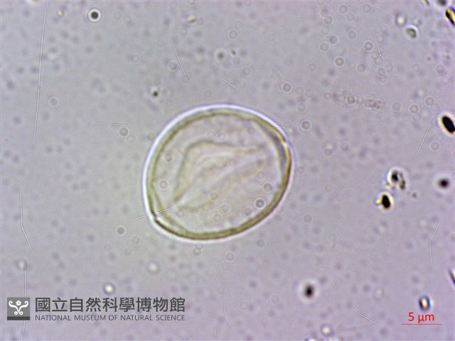 台灣棒花蒲桃藏品圖，第4張