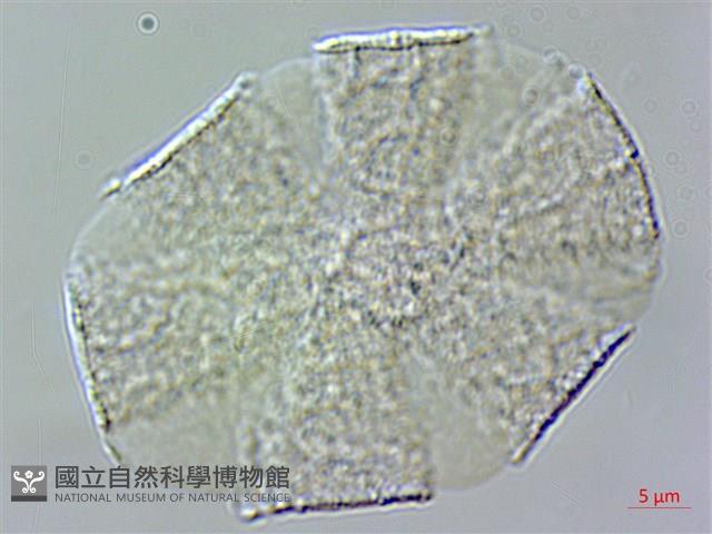 紫蘇、荏藏品圖，第3張