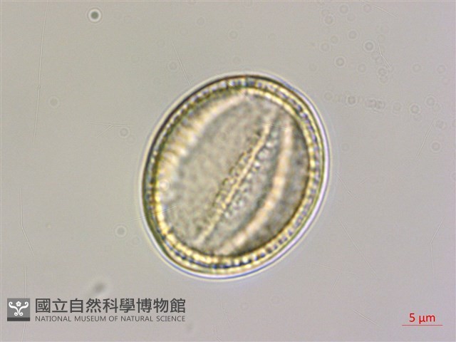 長花鐵線蓮藏品圖，第3張