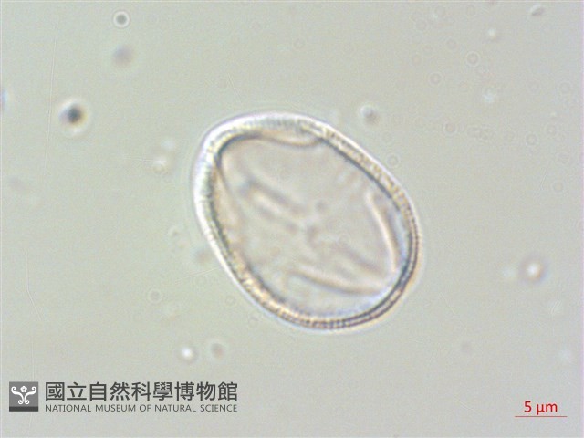 毛地黃藏品圖，第3張