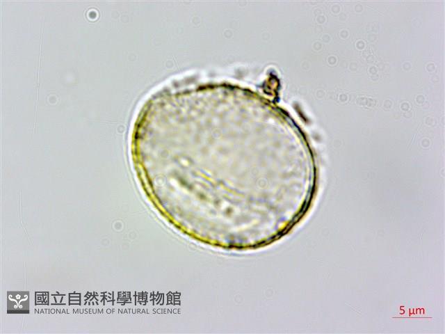 台灣刺蕊草藏品圖，第3張