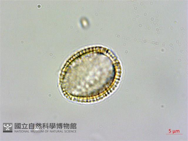 焊菜藏品圖，第3張