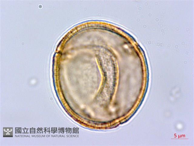 大羊蹄藏品圖，第3張