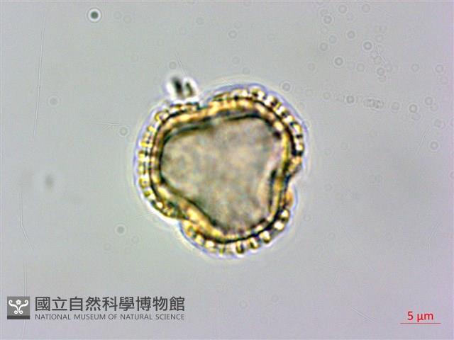 食茱萸藏品圖，第3張