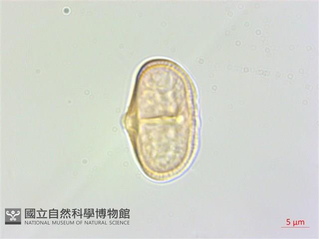 紫花竊衣藏品圖，第3張