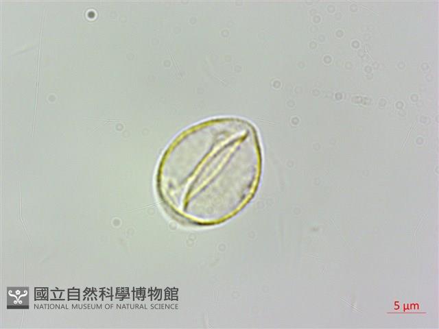 脈果石薯藏品圖，第3張