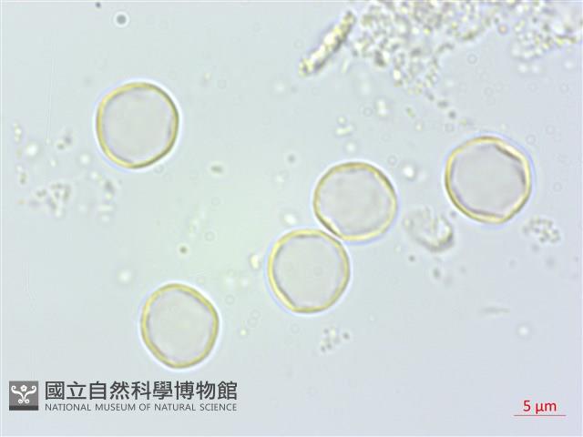 花點草藏品圖，第3張