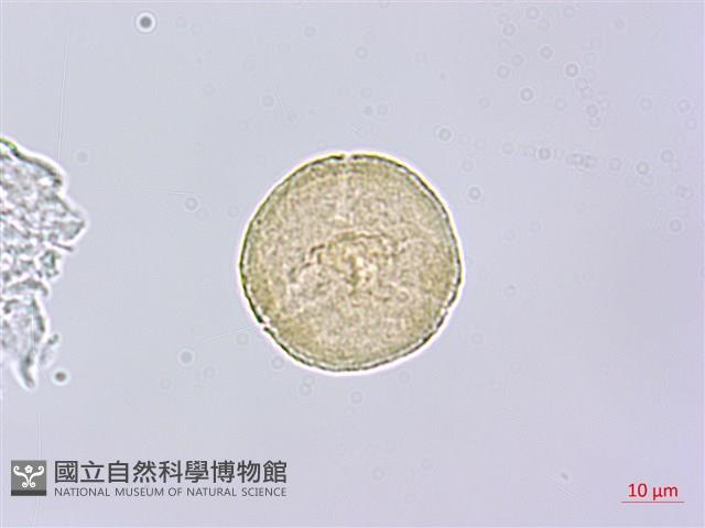 垂珠花藏品圖，第3張