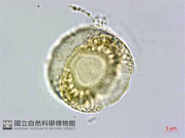 早田氏爵床藏品圖，第4張