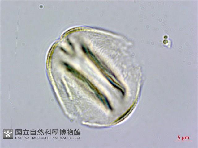 霧社山櫻花藏品圖，第3張