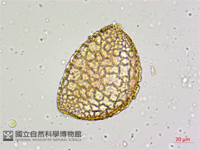 萱草藏品圖，第3張