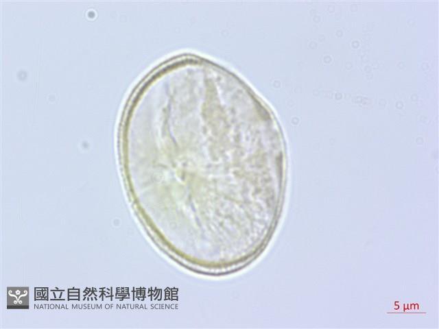 登錄號:S060163藏品圖，第3張