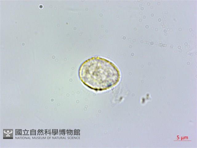 絨莖樓梯草藏品圖，第3張