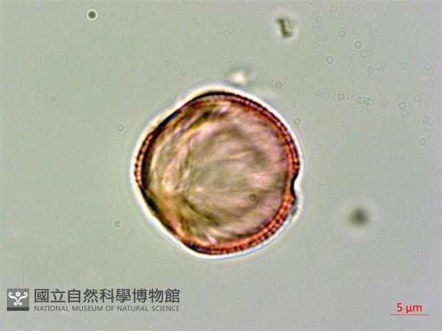 登錄號:S094363藏品圖，第3張