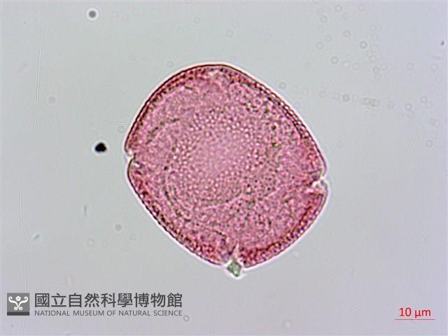 Small-leaf Lasianthus Collection Image, Figure 3, Total 3 Figures