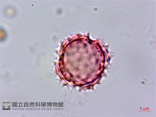 紫花霍香薊藏品圖，第4張