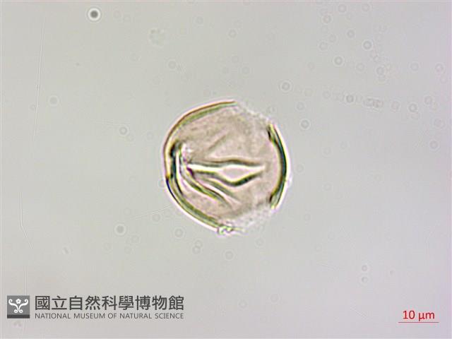 柿寄生藏品圖，第3張