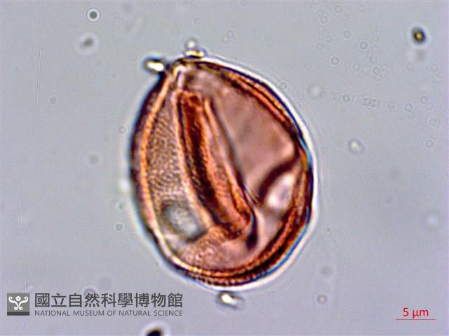 百金藏品圖，第3張