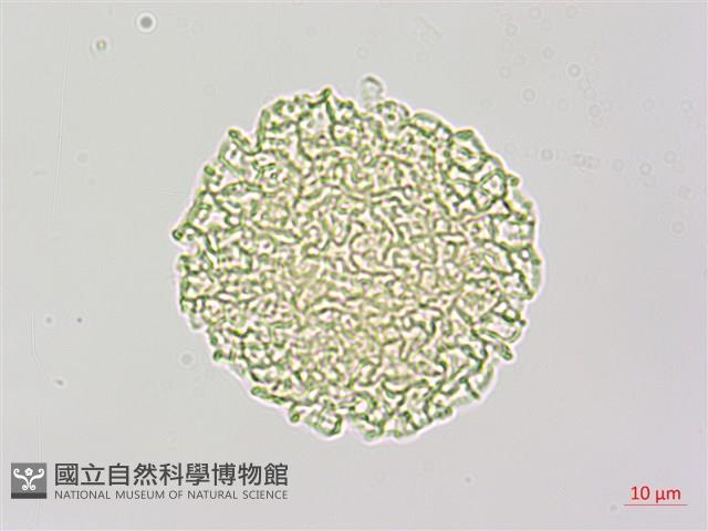 斑花青牛膽藏品圖，第3張
