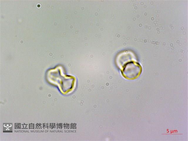 臺灣附地草藏品圖，第4張