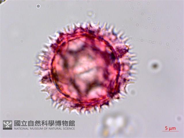 細葉假黃鵪菜藏品圖，第4張