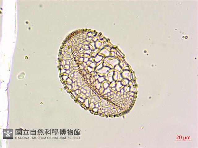 鐵砲百合藏品圖，第3張