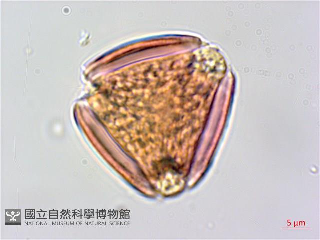 穗花木藍藏品圖，第4張