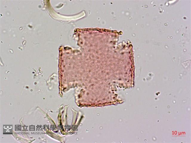 青脆枝藏品圖，第4張