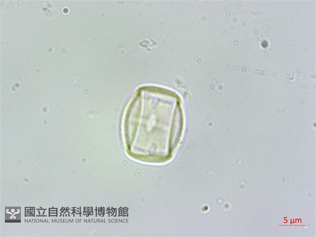 蘭嶼樹蘭藏品圖，第4張