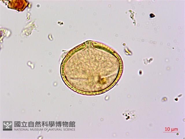 扁擔木藏品圖，第3張