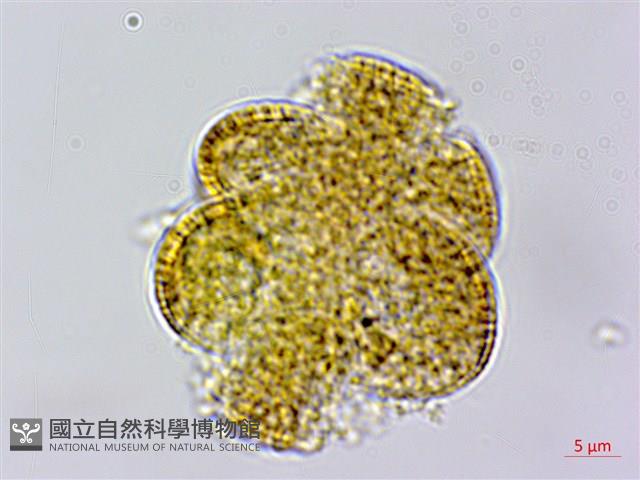 仙草藏品圖，第3張