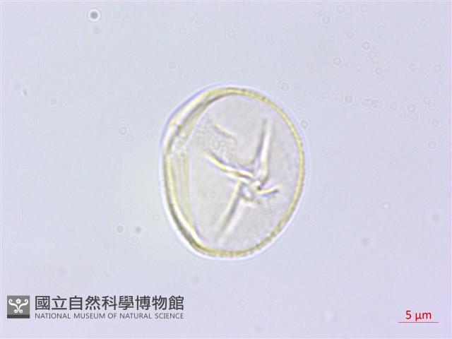 黃野百合藏品圖，第4張