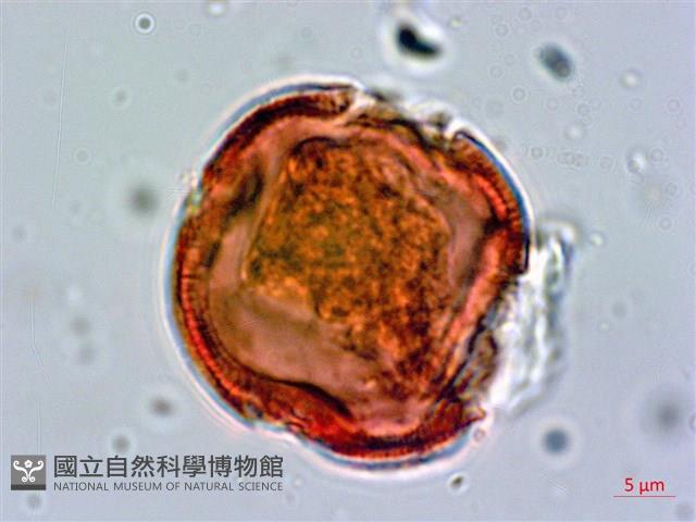 繩黃麻藏品圖，第3張