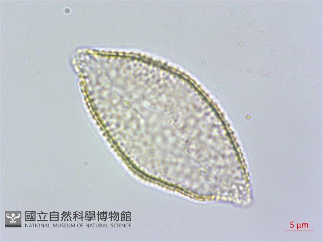 臺灣藜蘆藏品圖，第3張