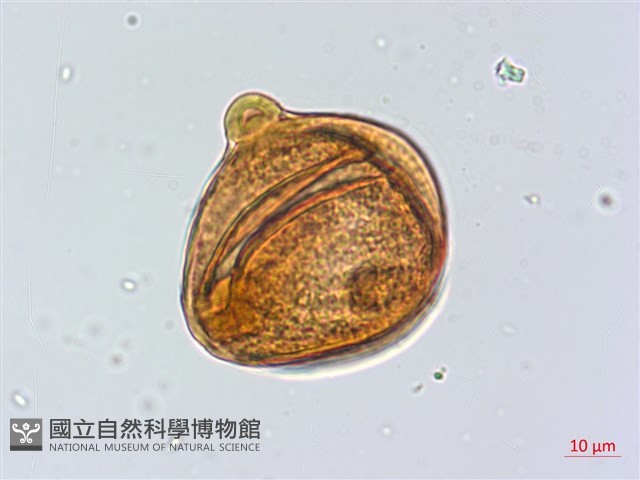 臺灣胡頹子藏品圖，第3張