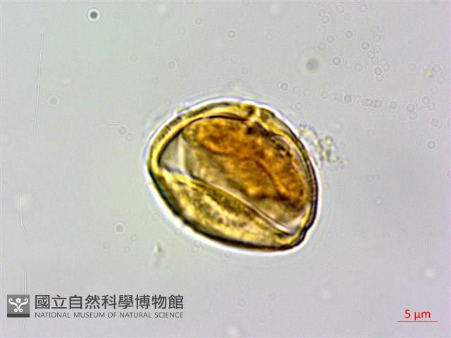 石苓舅藏品圖，第3張