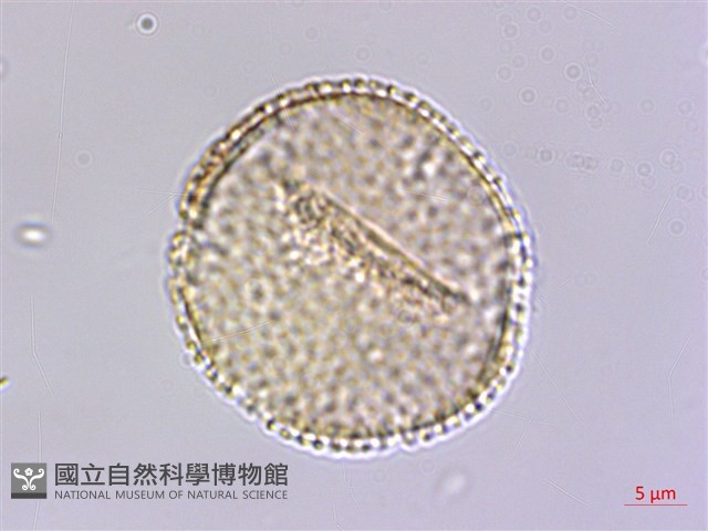 草珊瑚、紅果金粟蘭藏品圖，第4張