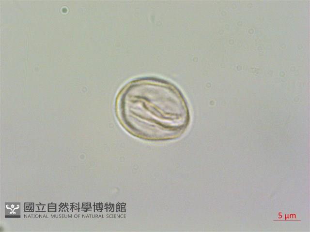 花點草藏品圖，第3張